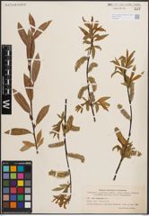 Foto von Salix daphnoides Vill.